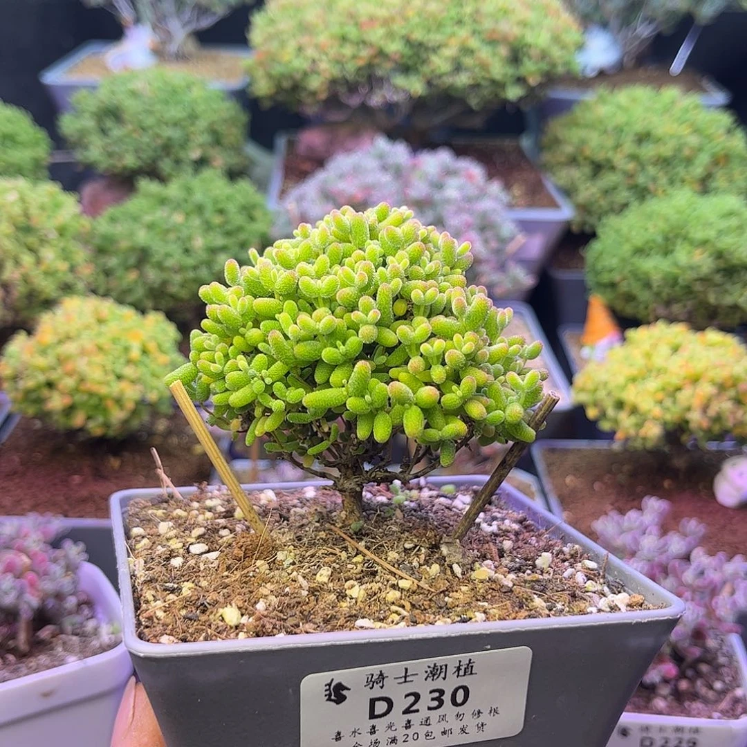 239蜜橘糖球枝干番杏