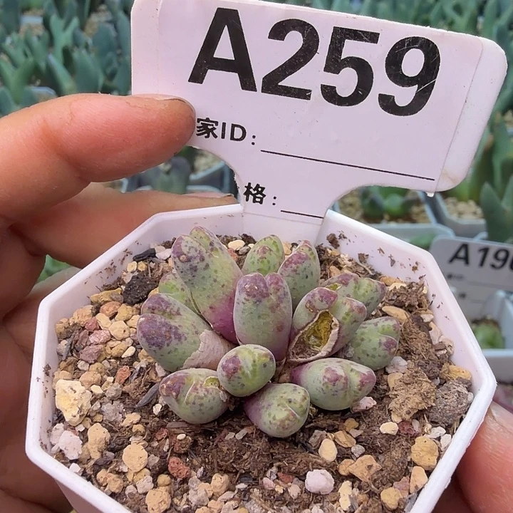 259。满38包邮肉锥