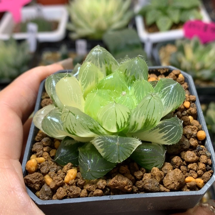 一*冰魄玉露锦带盆土发货