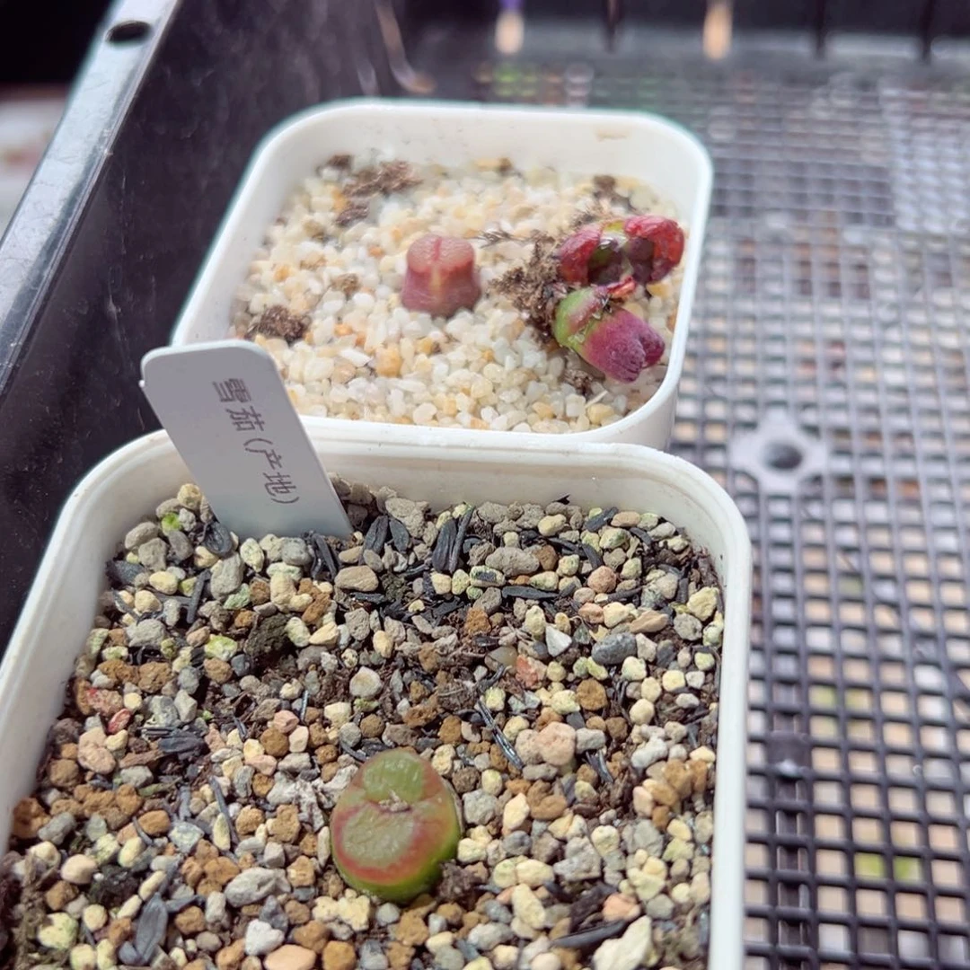 林*琦217-210.我的小猪