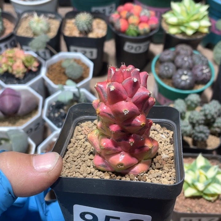 956将军阁自然锦