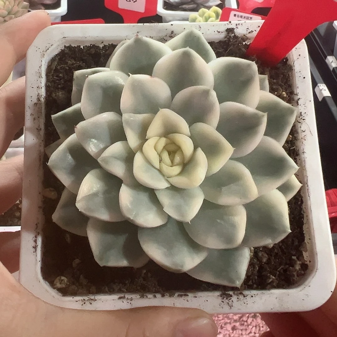 92号雪鸢锦多肉植物