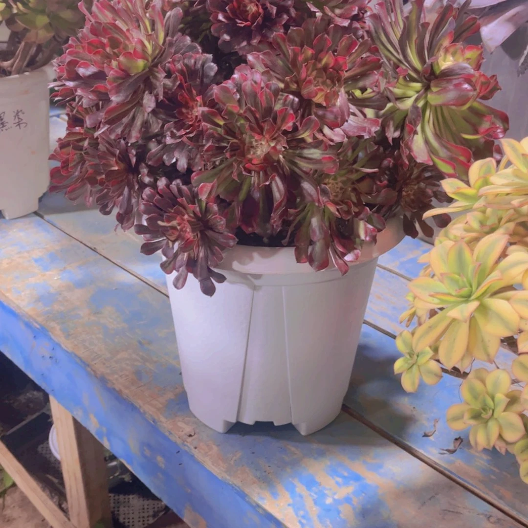 ღ***এ多肉植物保护研究所所长