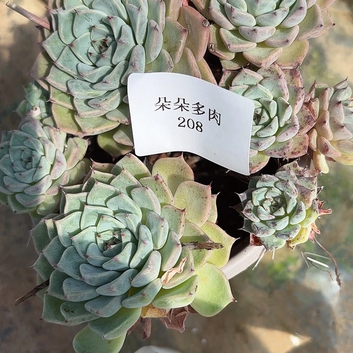 闪购208呀呀呀呀雨呜呜