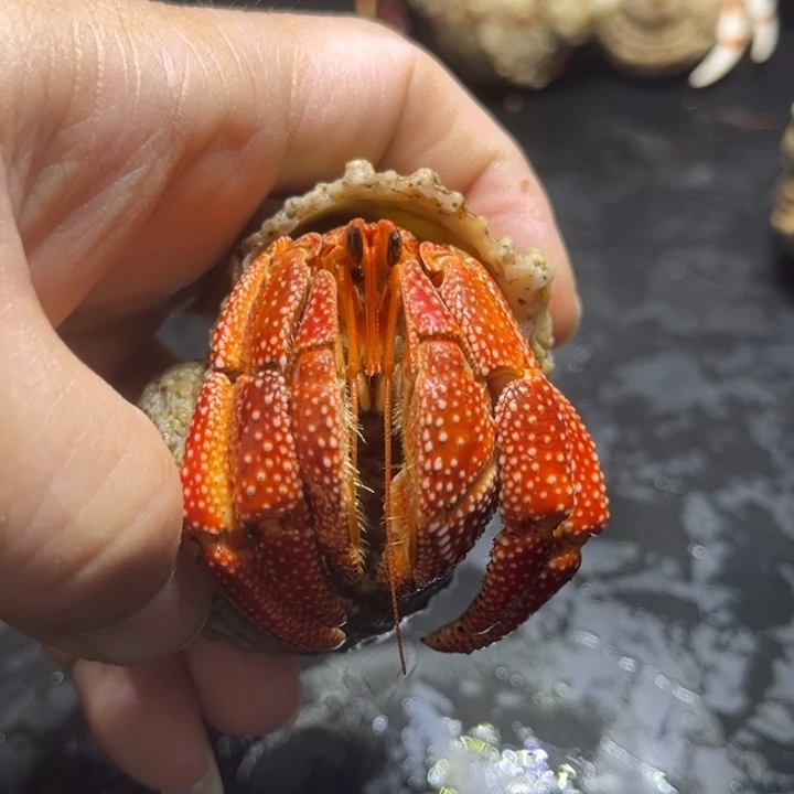 闪4号毛球3.2口径