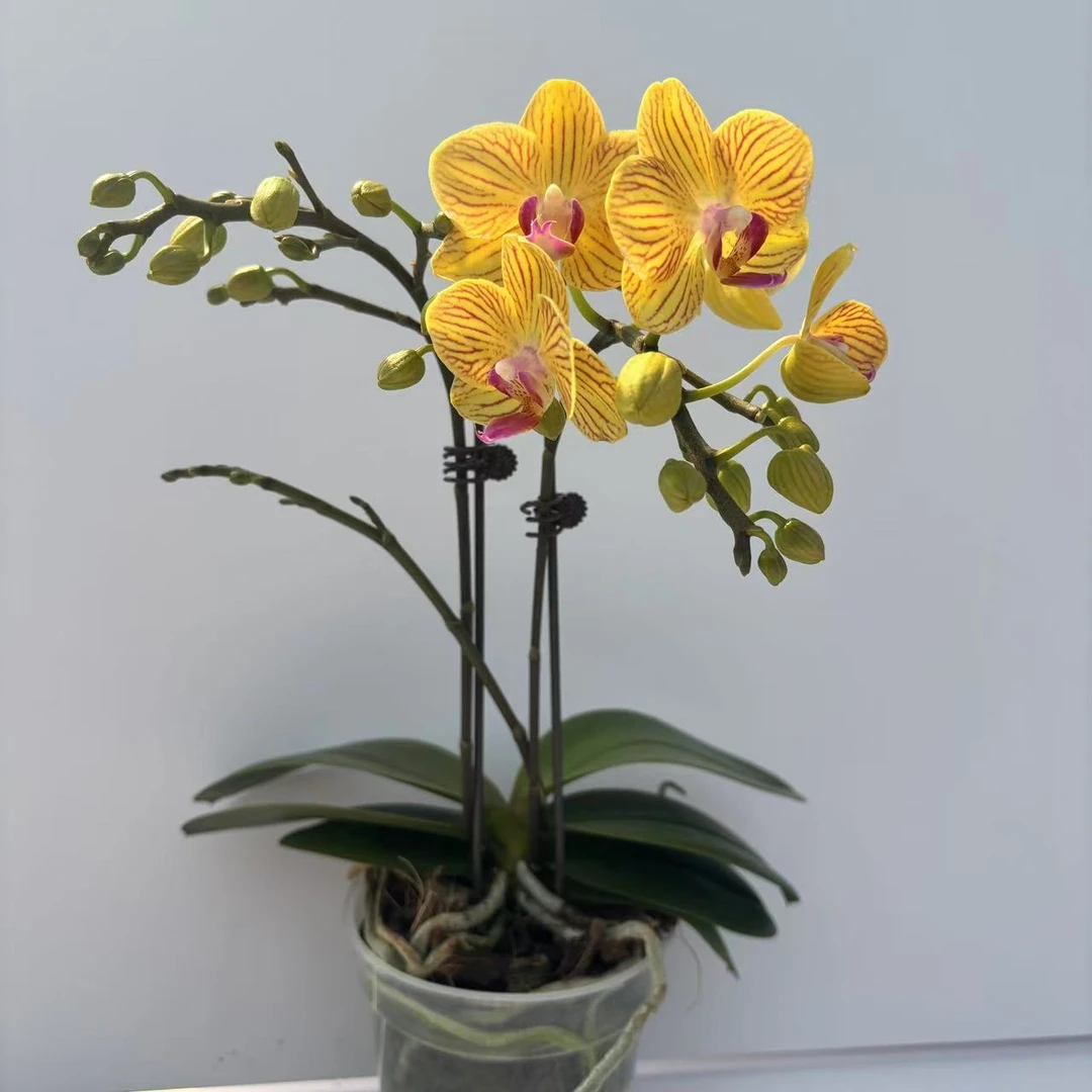 【叶损利马3.5寸杯】梦语花卉蝴蝶兰 叶损介意勿拍 无售后