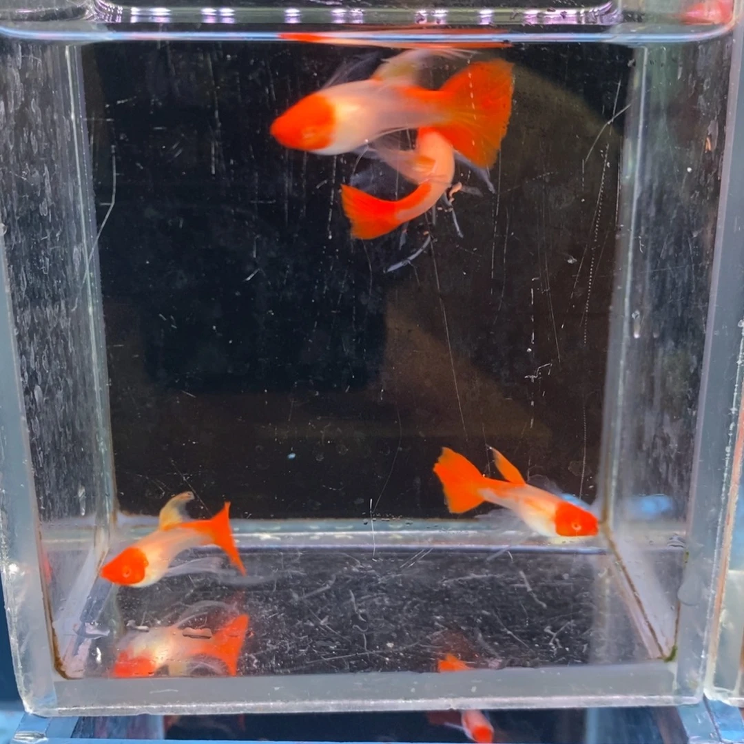 孔雀鱼鸿运当头大C母三条
