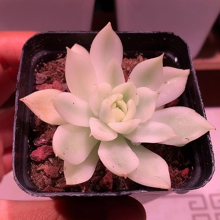 加勒比海蓝锦锦锦锦锦锦