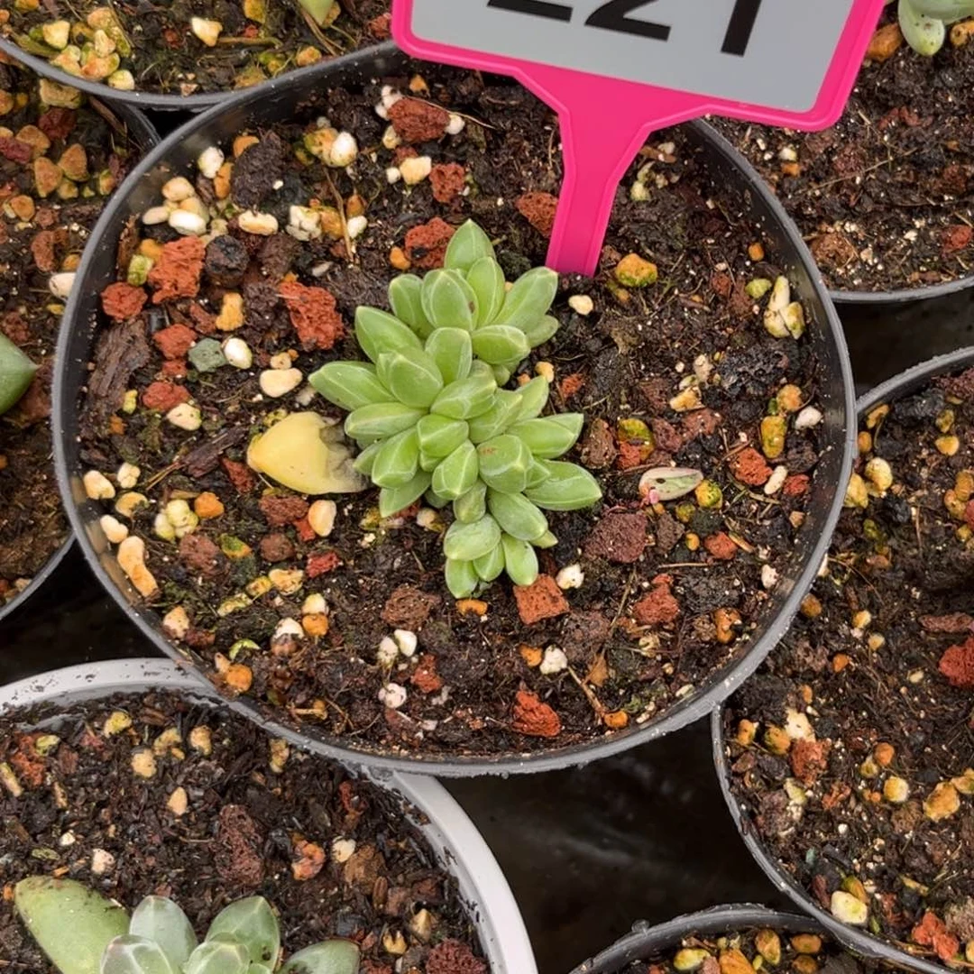 多肉植物领航员221