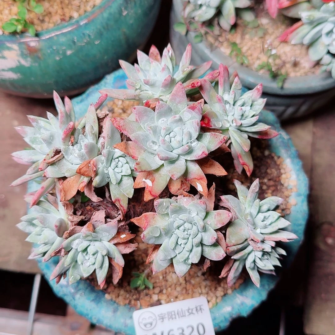 6320苹果叶杂仙女杯多肉