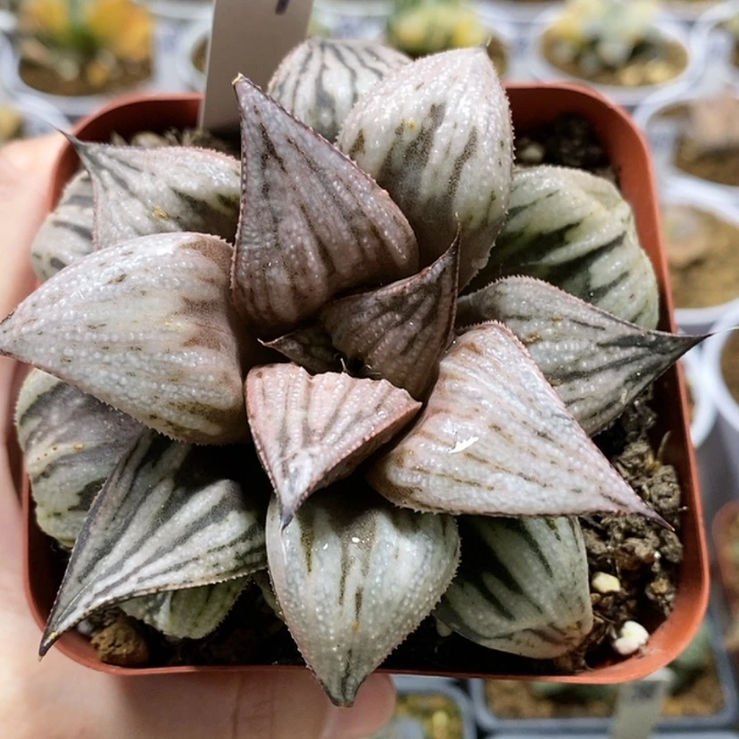 【闪购商品】89皇妃