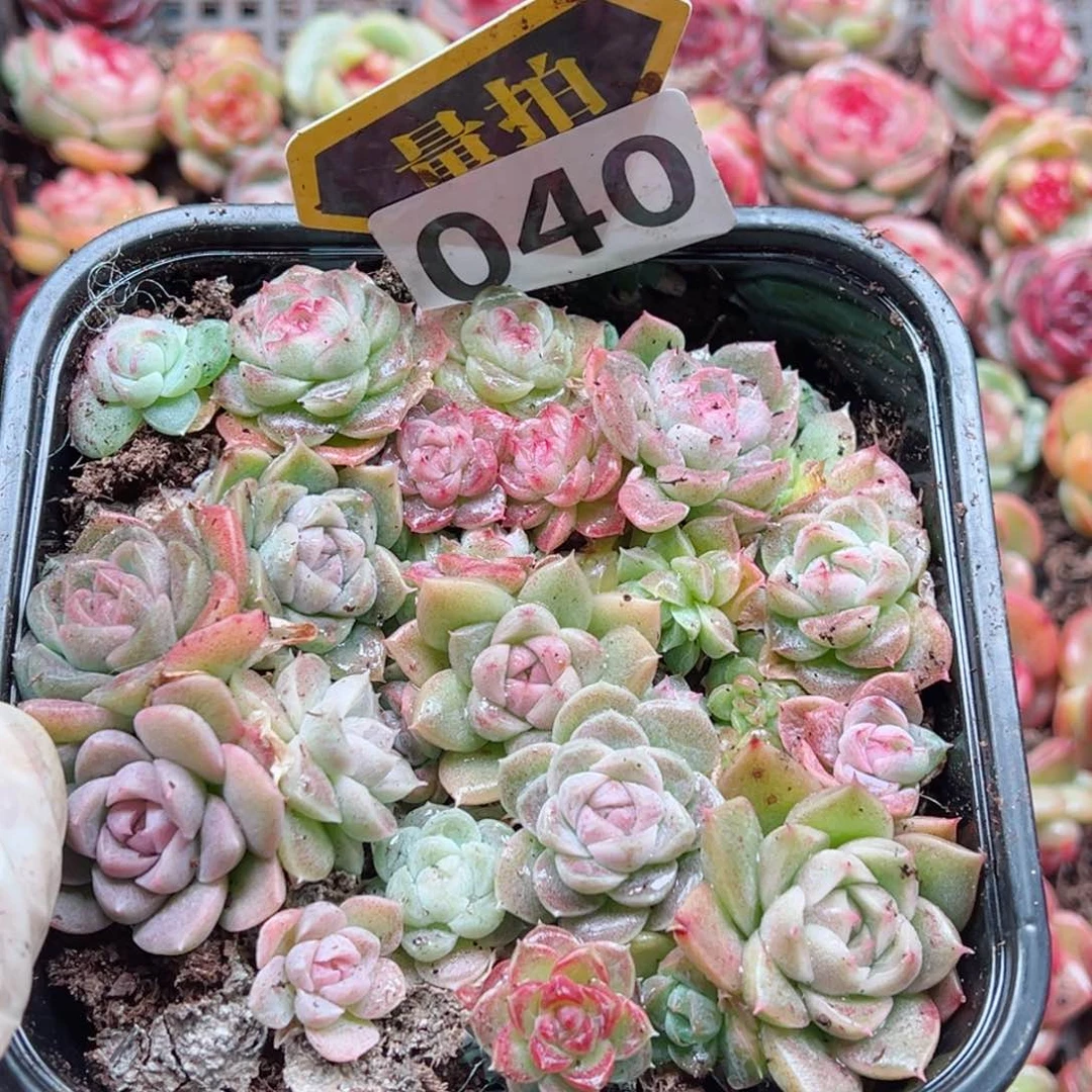 多肉植物多肉植物