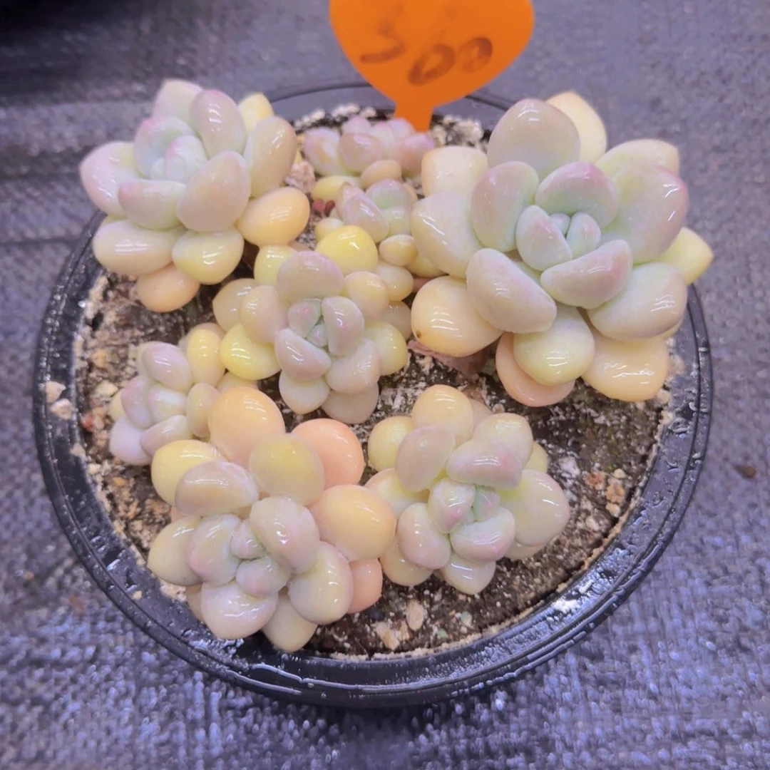 落*莹360多肉植物一物一拍