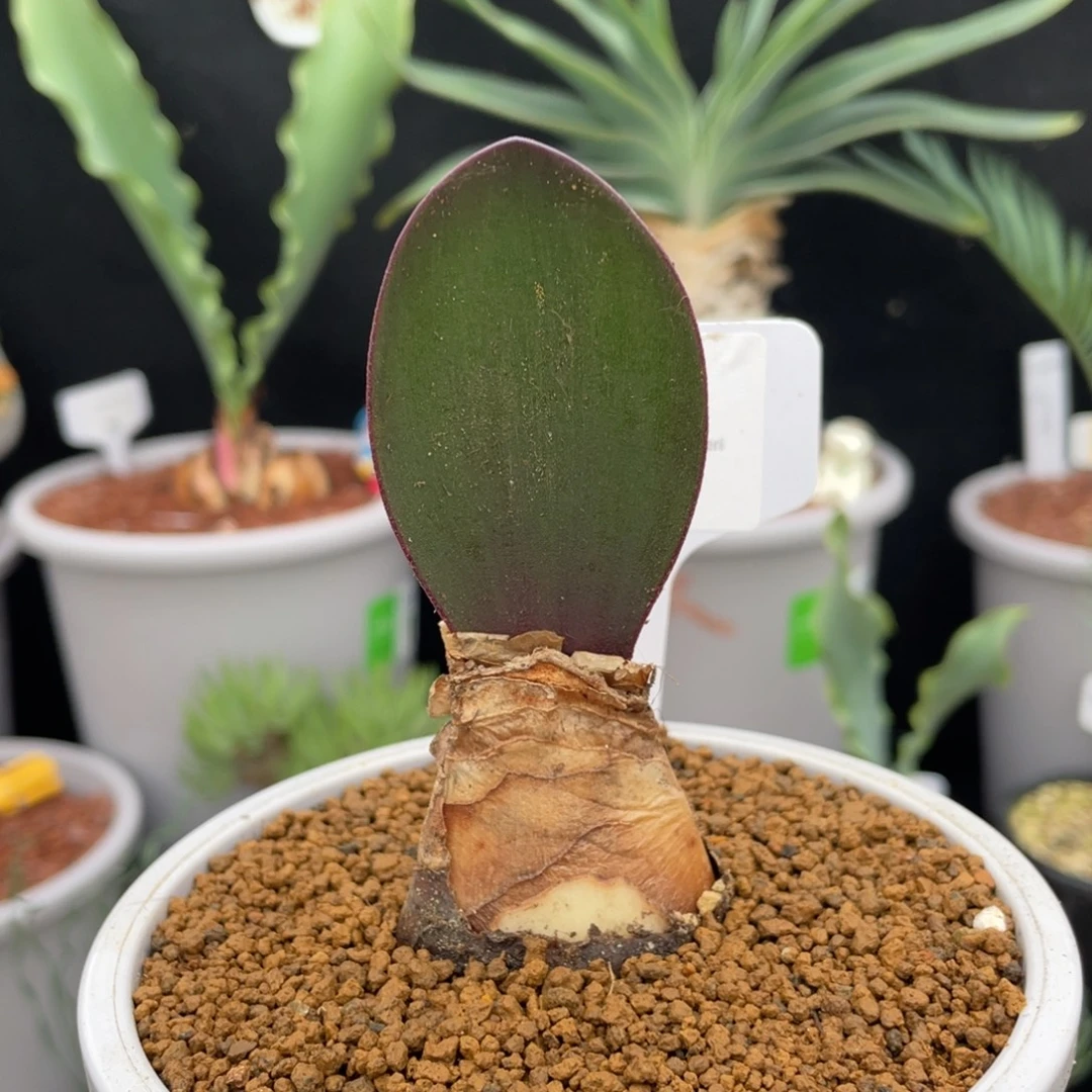 象耳血莲产地大颗带盆发