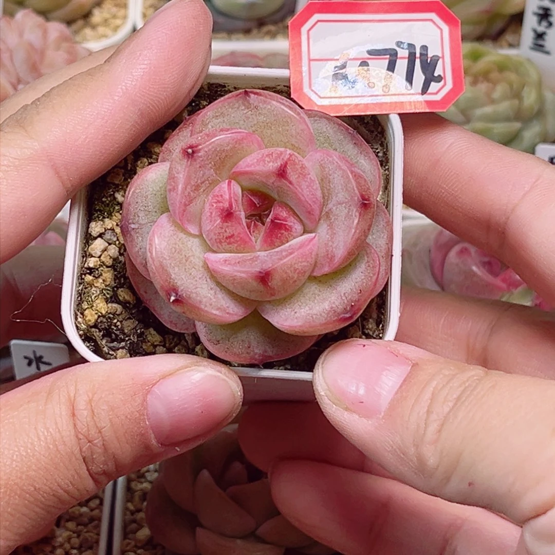 M774 一物一拍 精致孤品珍妮