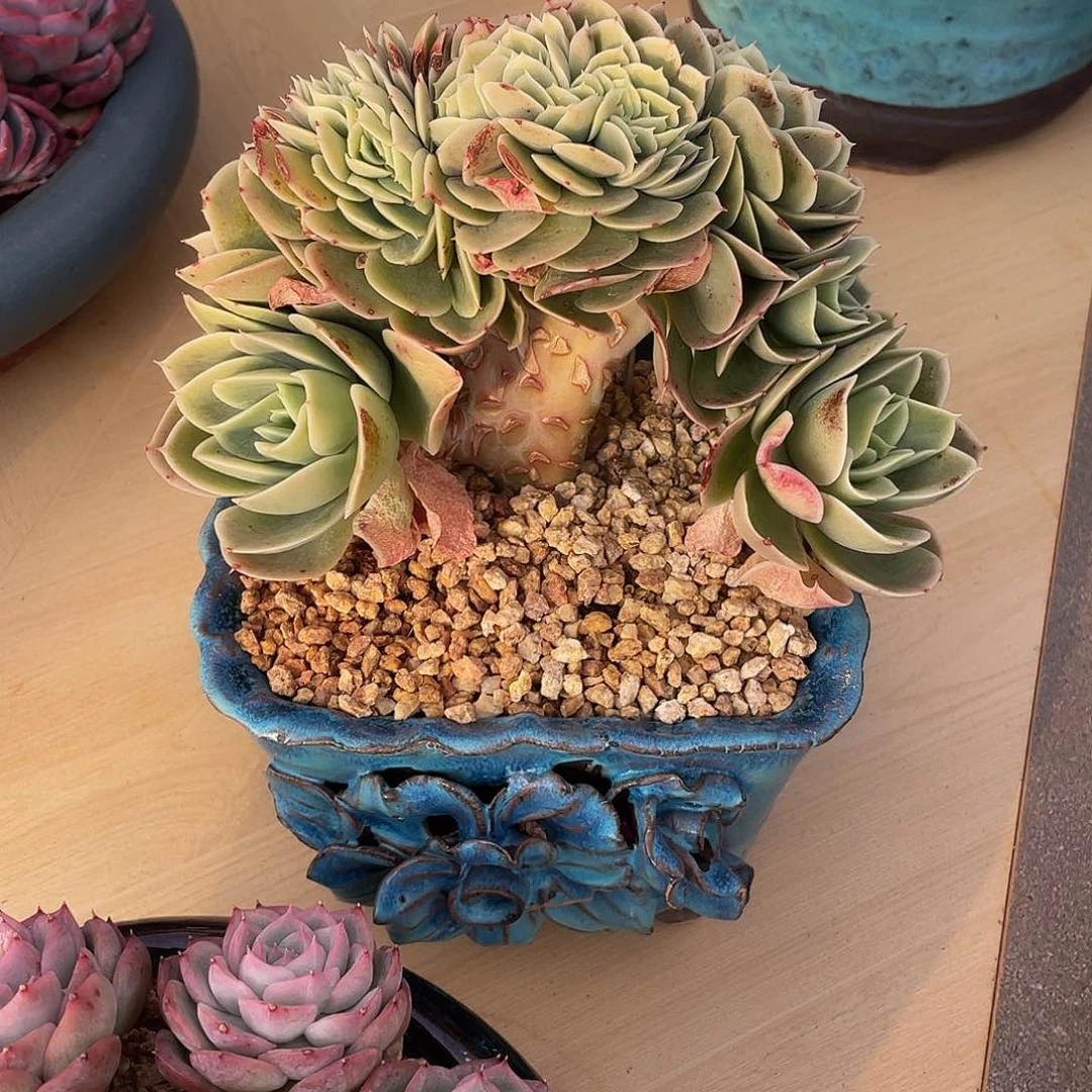 新娜塔缀多肉多肉多肉