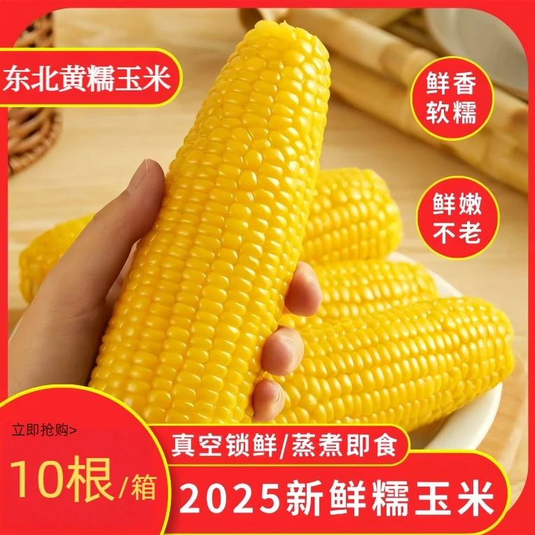 【试吃5根】到手10根25年东北黄糯甜玉米香糯粗粮轻食早餐夜宵整箱
