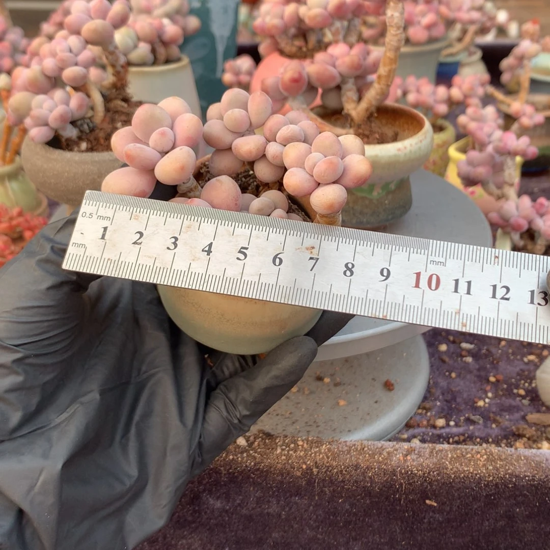 75号带盆偏远地区不包邮的