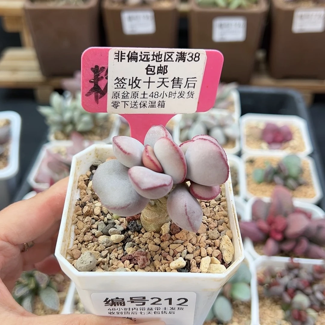 212白肌红蛋多肉植物