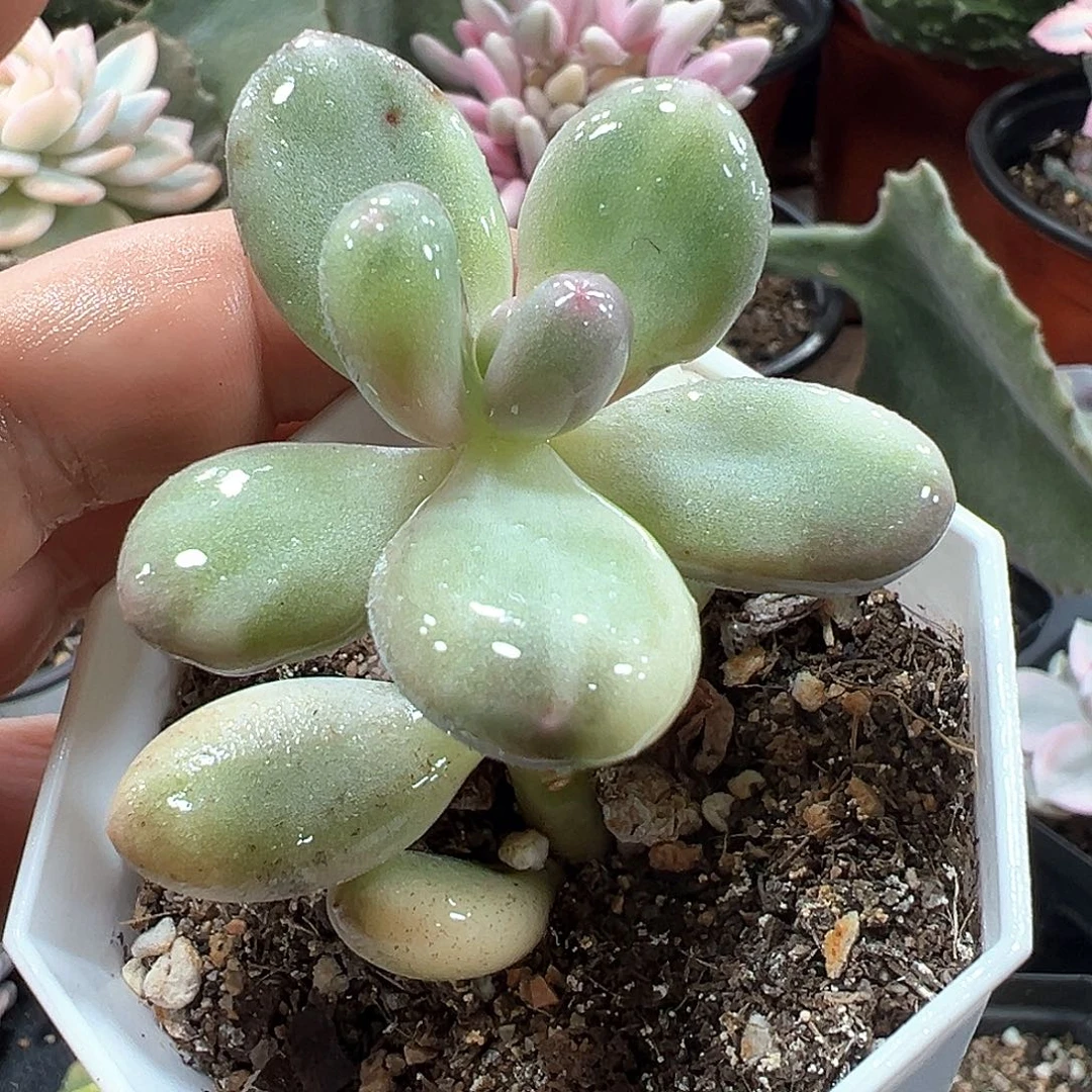 蛋黄奶锦  小方花圃一物一拍