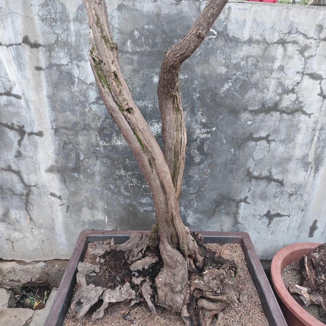 云南紫原生老桩三角梅精品盆景黄栌盆景室内植物