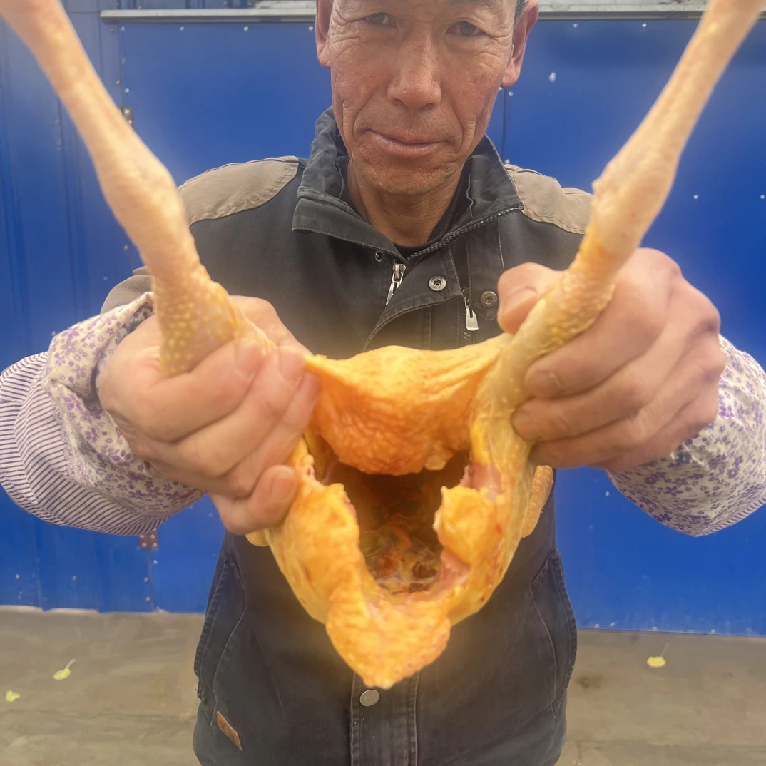 山地散养虫草跑山鸡青年母鸡带新鲜现杀正宗可试吃