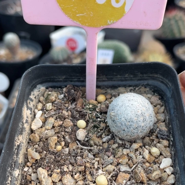 实生阿久利2705000000