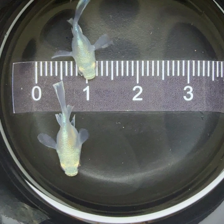 青鳉鱼天使球球4号