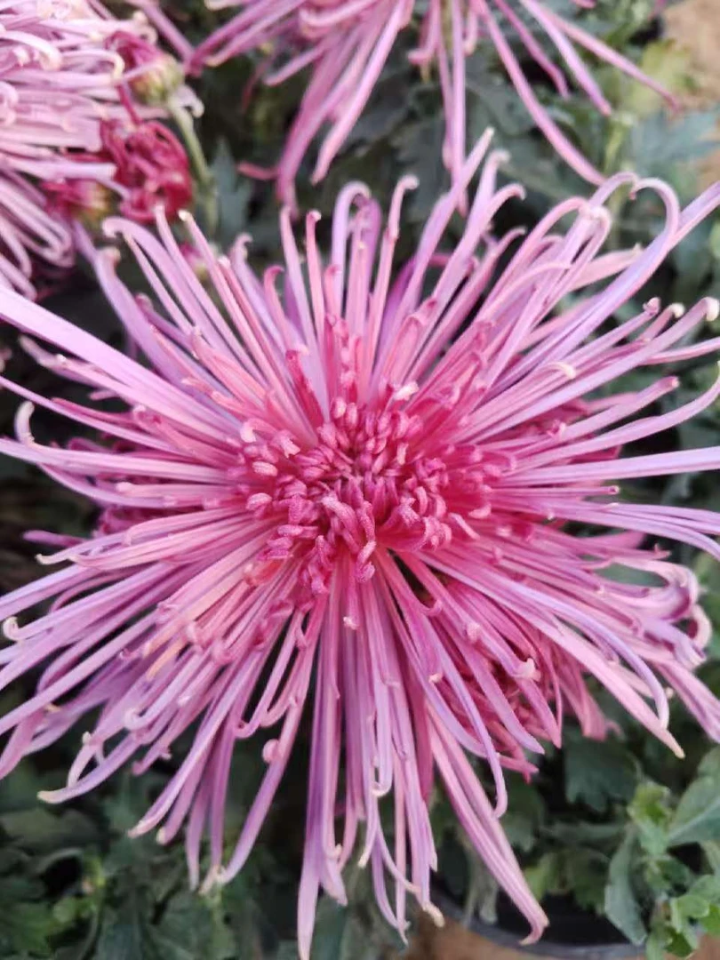 黄埔锦绣菊花大花富贵菊九月大菊盆栽开花好看