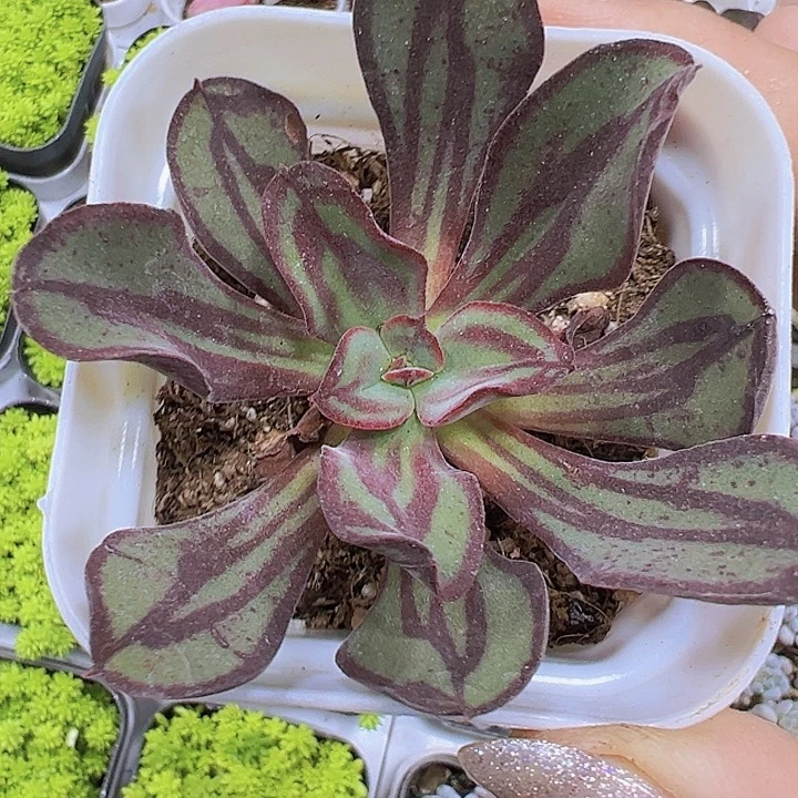 红丝19包邮多肉植物