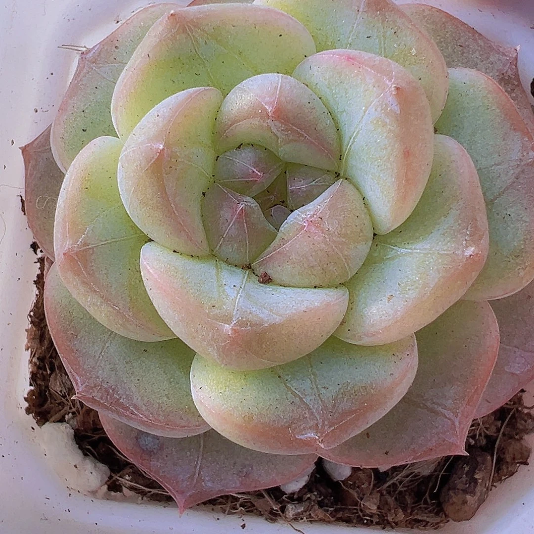 大纹星珍妮19包邮多肉植物