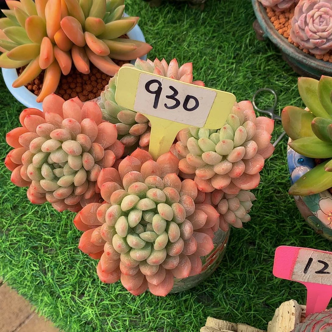 春****?百达翡翠多肉植物63637