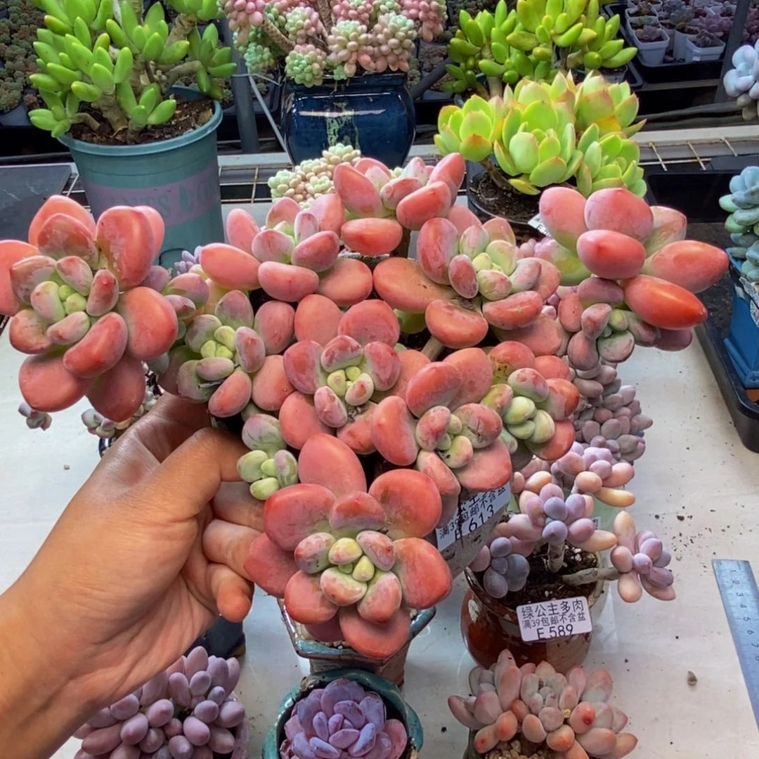 613樱花洛神多肉20cm