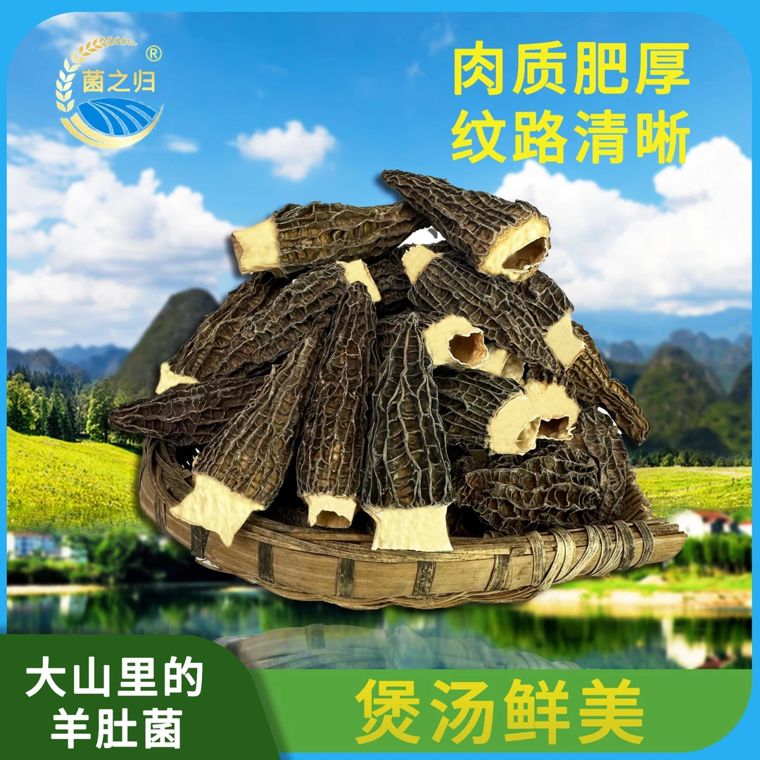 【菌之归】大山里干羊肚菌50g*1/袋5-7公分长煲汤鲜美菌香浓郁