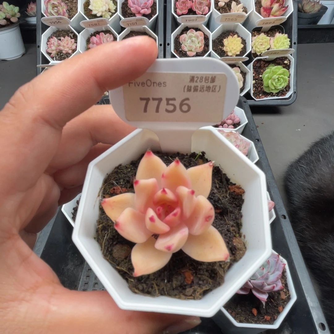 7756饺子皮4.0厘米