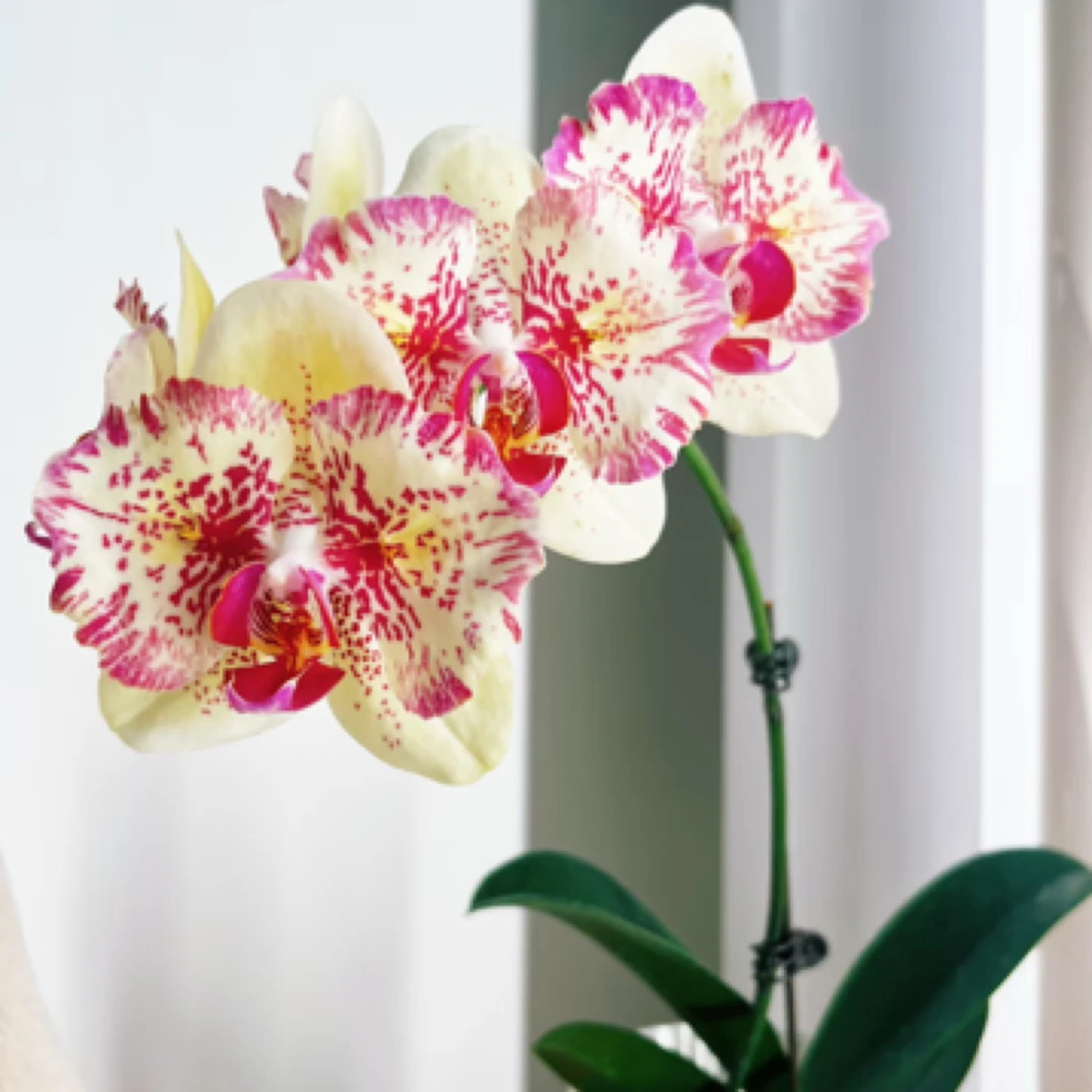 【淘花源记】麒麟两眼蝴蝶兰苗3.5加高杯精品苗一物一拍