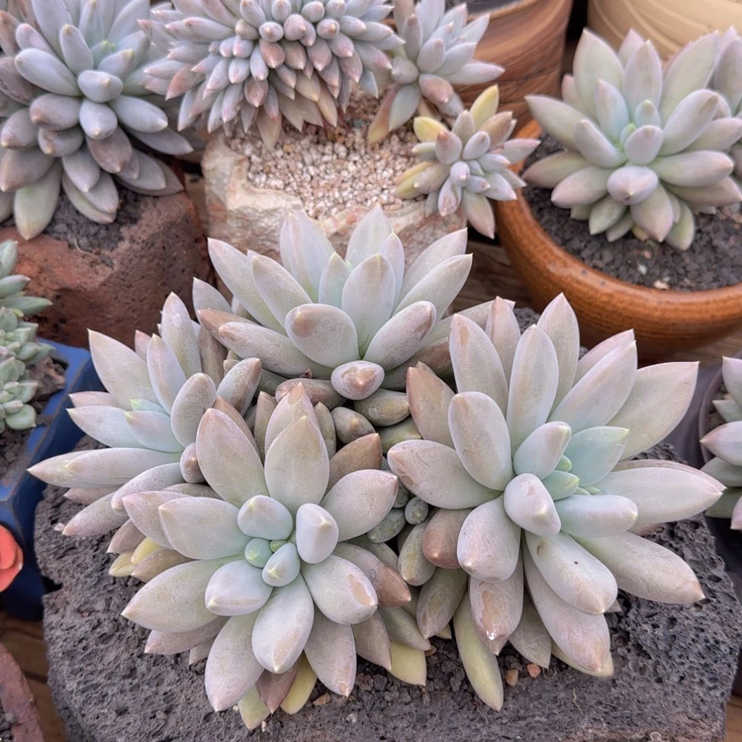 多肉植物期待植物