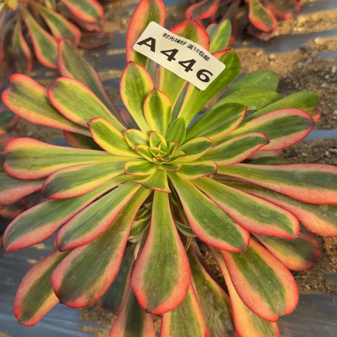 初恋446多肉植物，