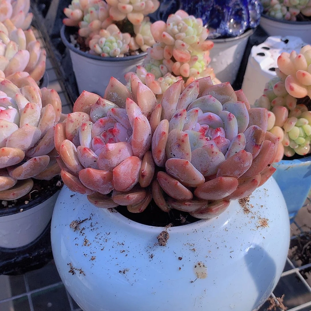 双头天使橙24567889900