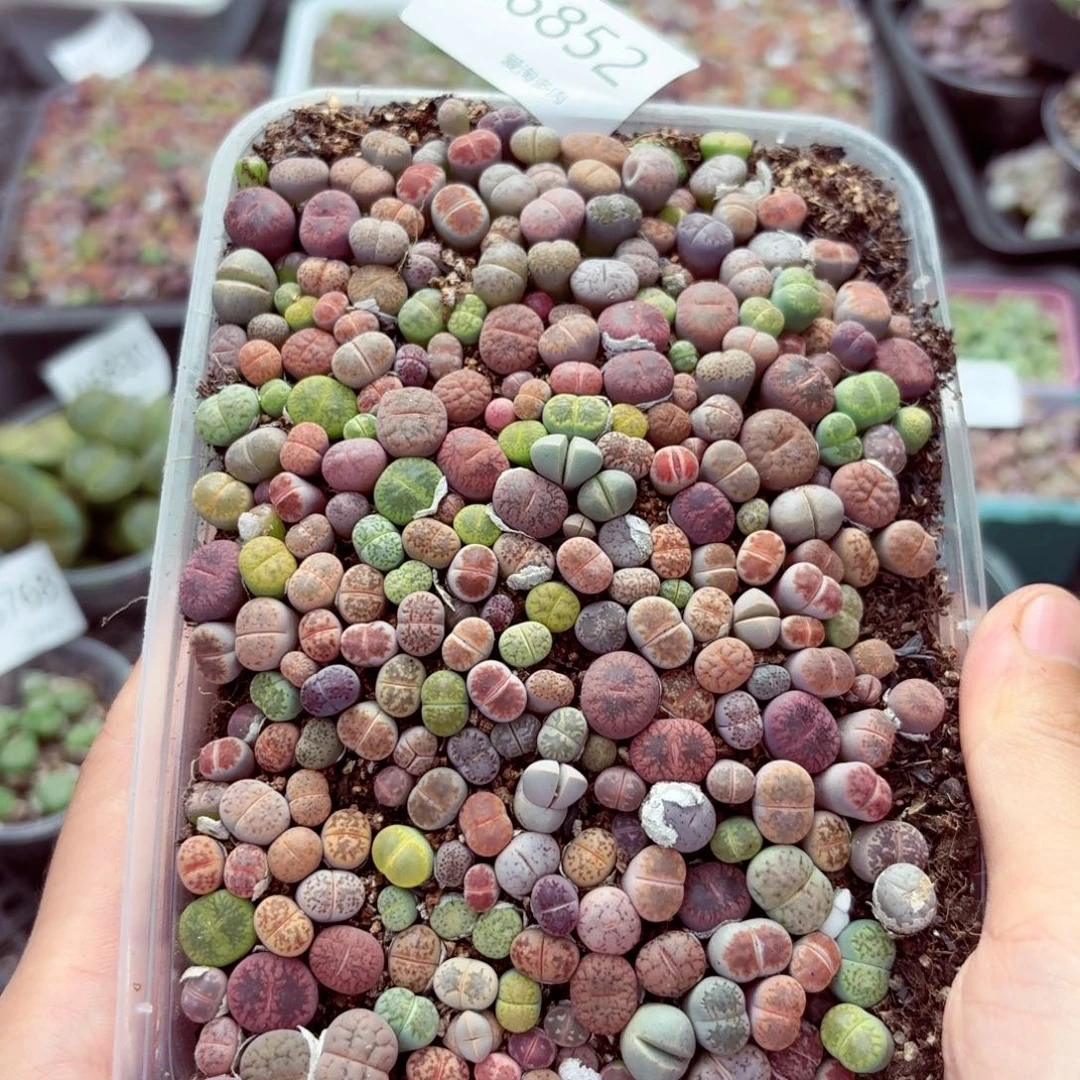 6852–生石花 生石花