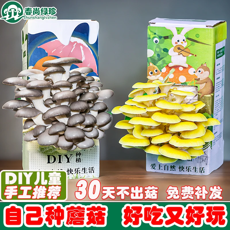 蘑菇盒子种植盒菌包种植包菌种儿童趣味种植菌菇包室内家种菌棒