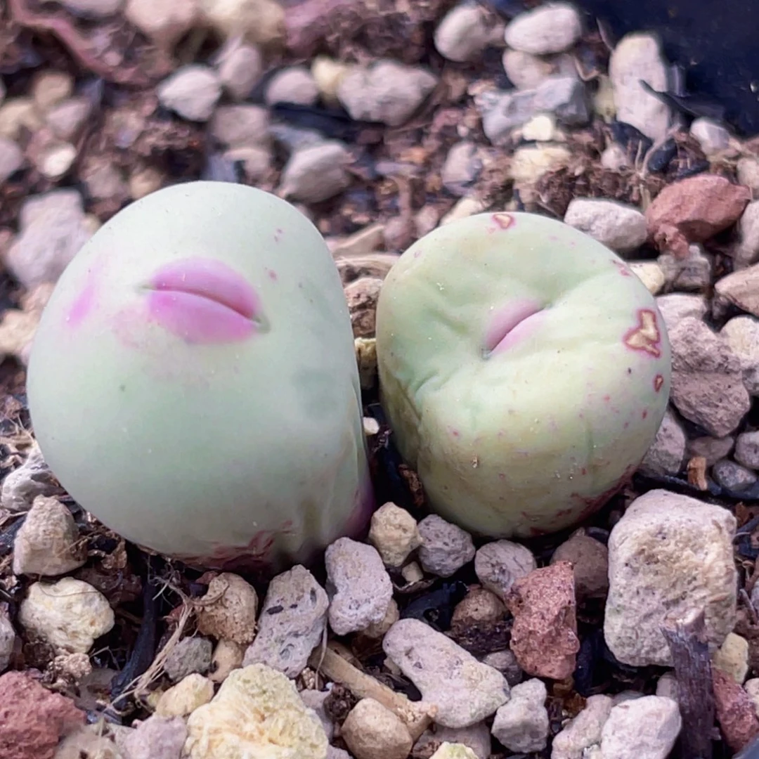 大p植物一物一拍