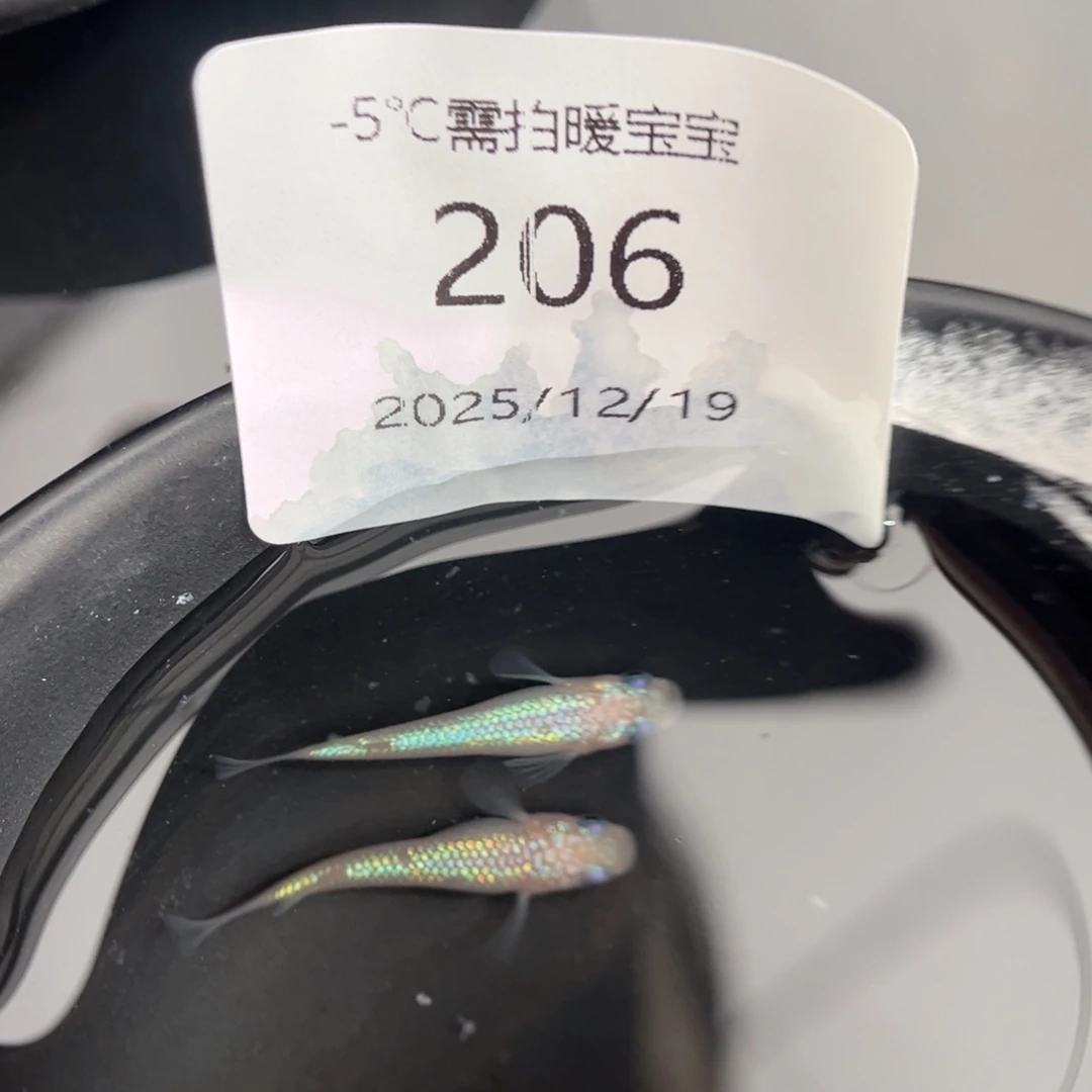 青鳉鱼206粉海王星一对
