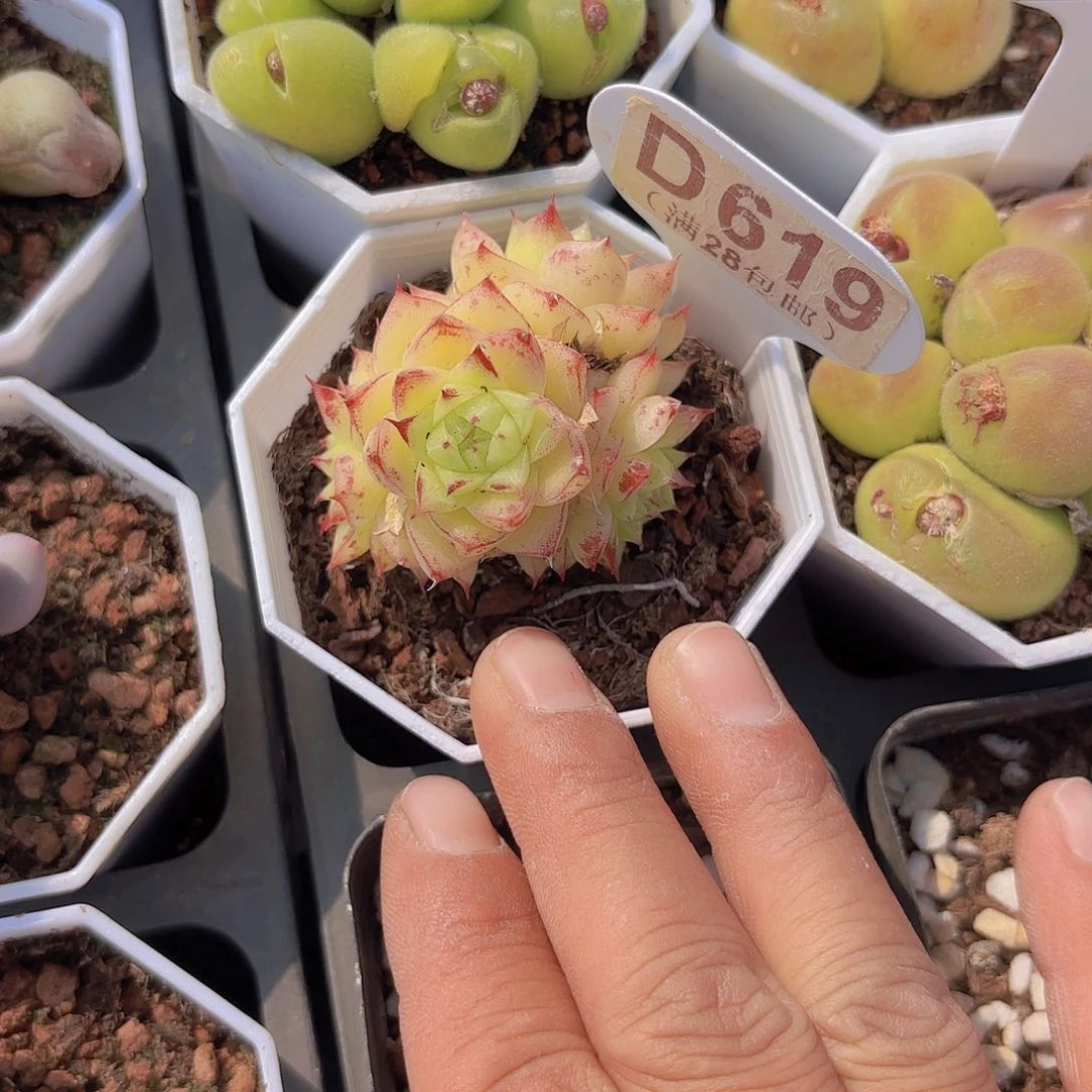 D619麦秆一物一拍