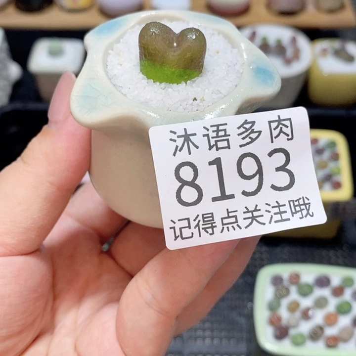 七***子带盆土植物 精美盆栽8193
