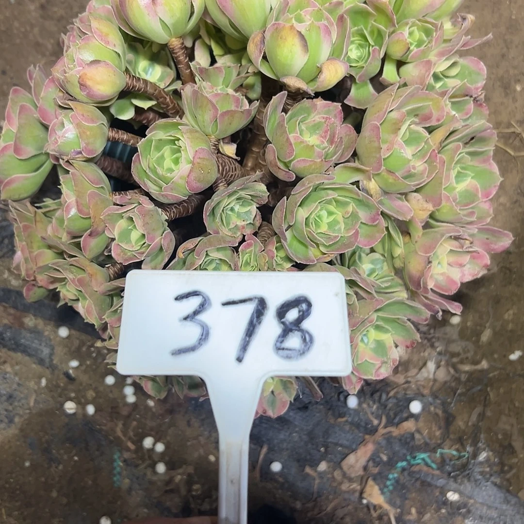 多肉植物雨花石法师378
