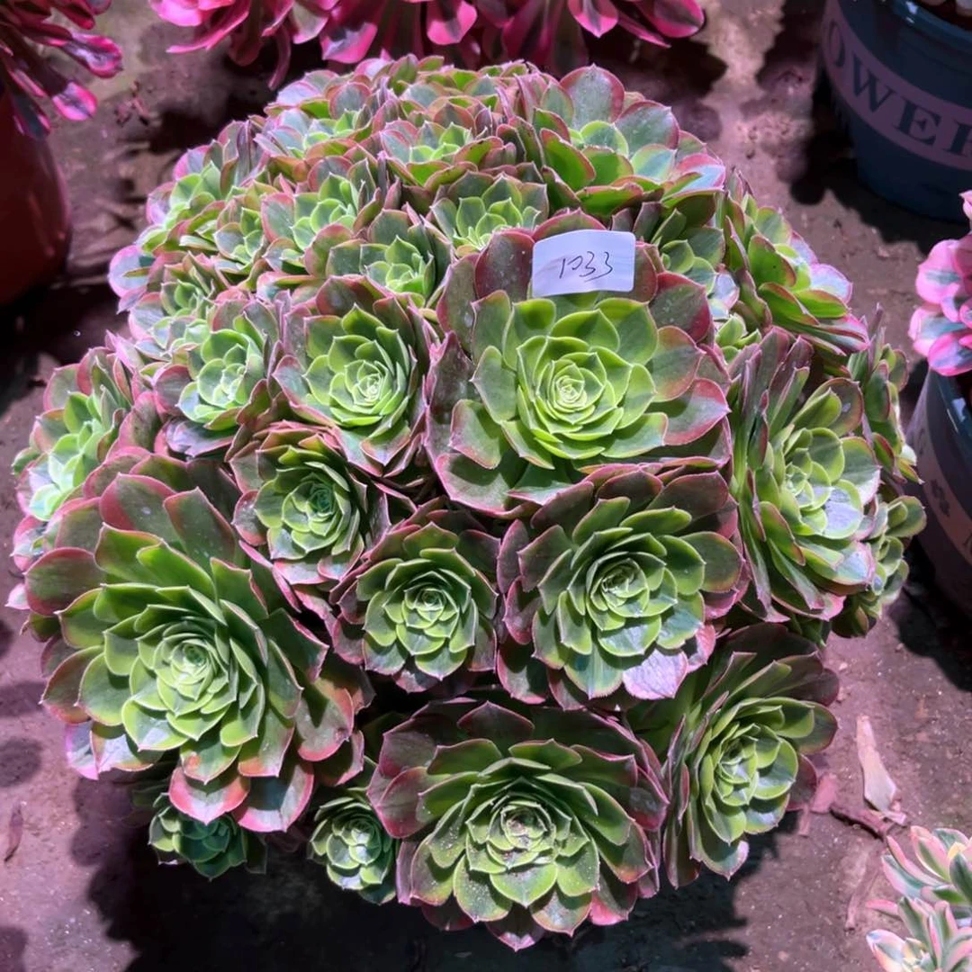 多肉植物奶白1033