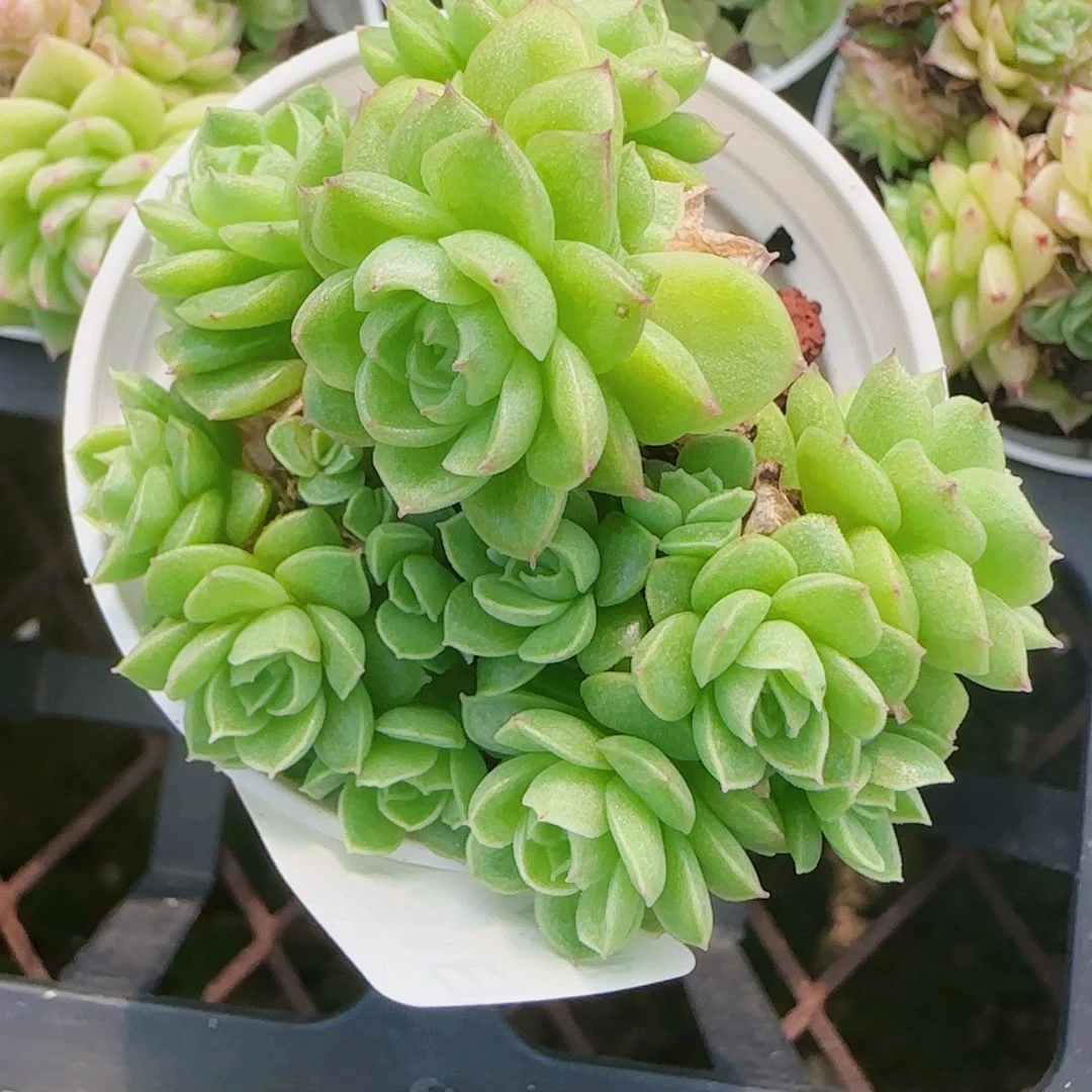 ****๑花语逸境0801-34散