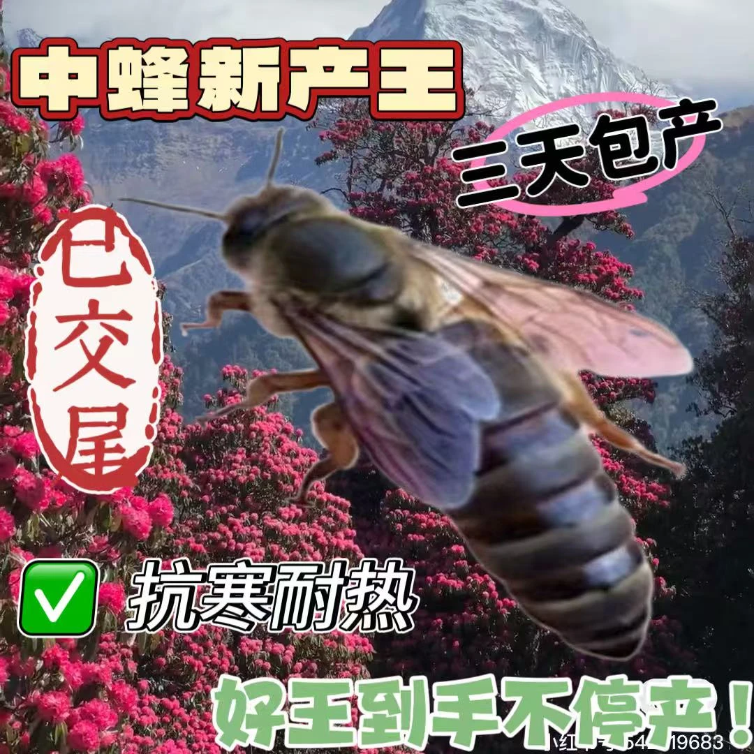 【包活到手】中蜂蜂王处王交尾阿坝长白山双色土蜂王种王