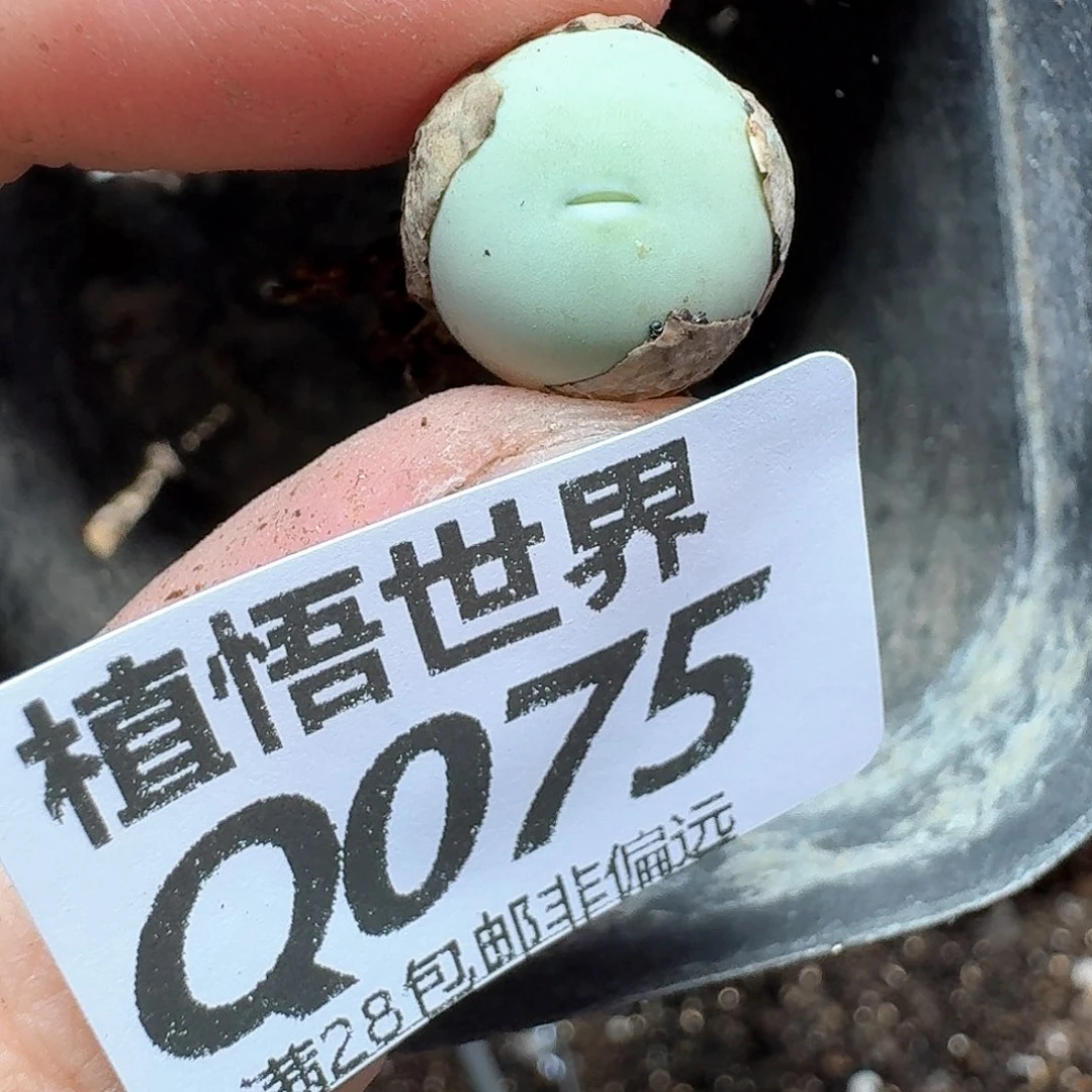多肉植物的润泽吃bn